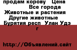 продам корову › Цена ­ 70 000 - Все города Животные и растения » Другие животные   . Бурятия респ.,Улан-Удэ г.